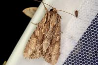 Apamea monoglypha monoglypha