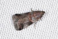 Acrobasis suavella