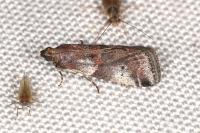 Acrobasis suavella