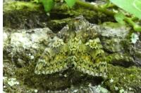 Catocala sponsa