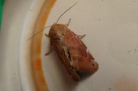 Cosmia affinis
