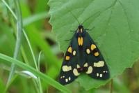 Callimorpha dominula