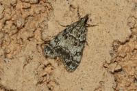 Eudonia lacustrata