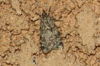 Scoparia ambigualis/basistrigalis