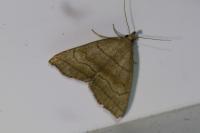 Herminia tarsicrinalis