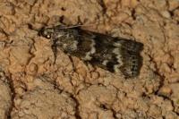 Dioryctria