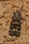 Dioryctria