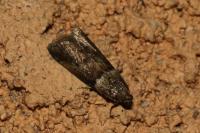 Acrobasis