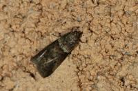 Acrobasis