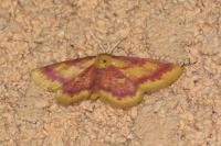 Idaea muricata