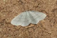 Cabera pusaria