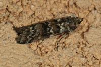 Dioryctria abietella