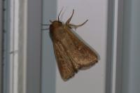 Mythimna ferrago