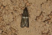 Elegia similella