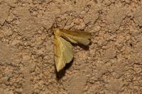 Gandaritis pyraliata