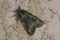 Peridroma saucia