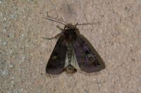 Diarsia brunnea