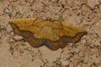 Epione repandaria