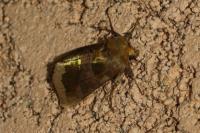 Diachrysia chrysitis