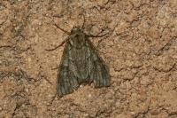 Polia nebulosa