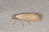Chrysoteuchia culmella