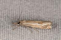 Crambus lathoniellus