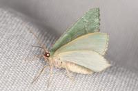 Hemithea aestivaria