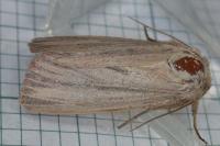 Mythimna pudorina