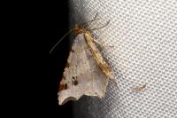 Macaria alternata