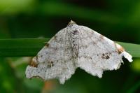 Macaria alternata