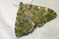 Euphyia frustata frustata