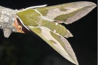 Hyles euphorbiae