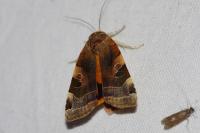 Noctua fimbriata