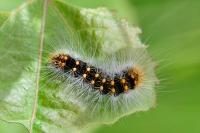 Acronicta auricoma