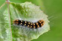 Acronicta auricoma