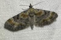 Eupithecia linariata/pulchellata/pyreneata