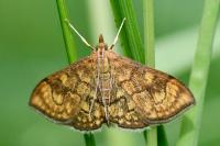 Anania verbascalis