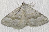 Scotopteryx bipunctaria