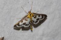 Anania hortulata