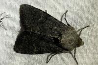 Apamea maillardi