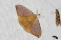 Watsonalla uncinula