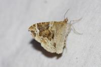 Eulithis prunata