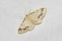Idaea trigeminata