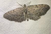 Eupithecia