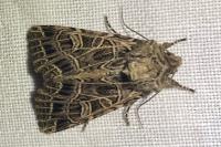 Sideridis reticulata