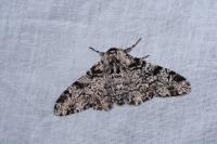 Biston betularia