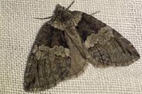 Hydriomena