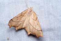 Ennomos quercinaria