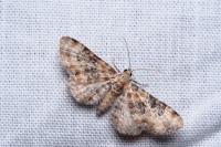 Eupithecia pulchellata