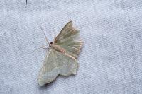 Hemithea aestivaria